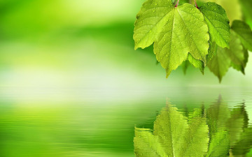 обоя природа, листья, отражение, лист