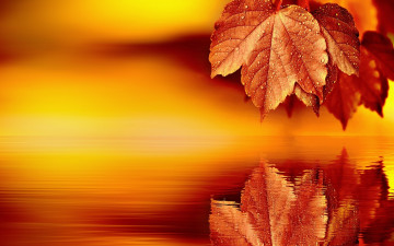 Картинка природа листья отражение лист фон