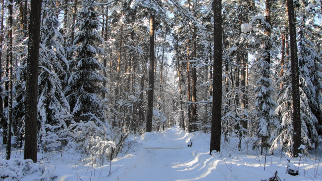 Обои картинки фото природа, лес, снег, зима