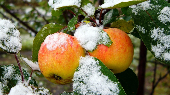 Обои картинки фото природа, плоды, снег, Яблоки
