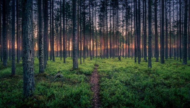 Обои картинки фото природа, лес, простор