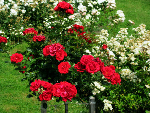 Картинка цветы розы белые красные кусты