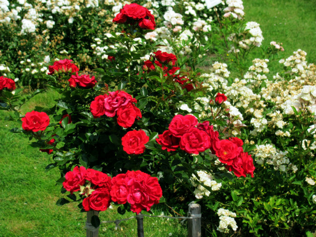 Обои картинки фото цветы, розы, белые, красные, кусты