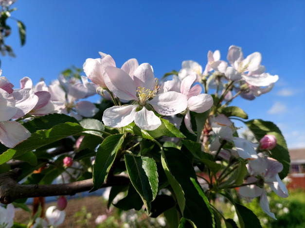 Обои картинки фото цветы, цветущие деревья ,  кустарники, яблоня, цветение, весна, 2022
