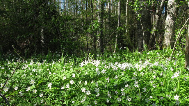 Обои картинки фото лес, природа, весна, май, карелия, подснежники, цветы