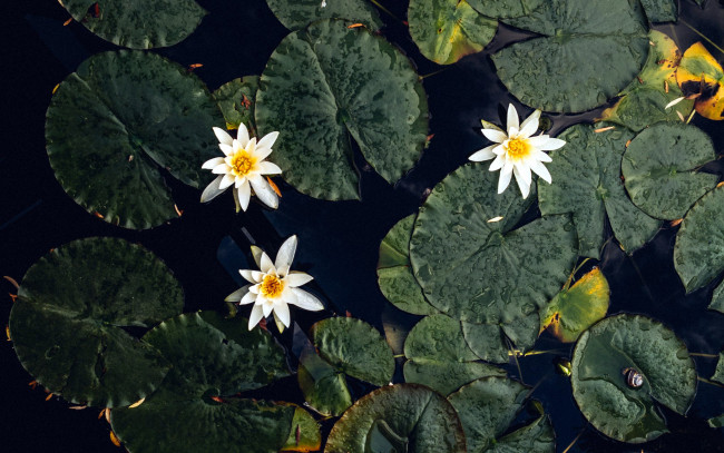 Обои картинки фото цветы, лилии водяные,  нимфеи,  кувшинки, вода, лилии, водяные, белые, листья