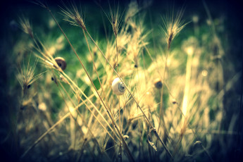 обоя природа, макро, сухая, трава