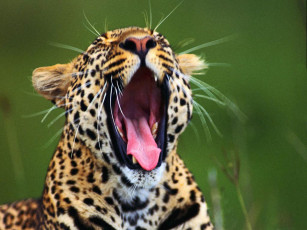 Картинка животные леопарды леопард морда зевает