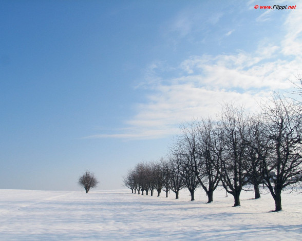 Обои картинки фото 