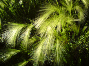 Картинка природа другое растение трава