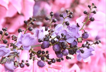 Картинка райский орех цветы цветущие деревья кустарники сиреневый розовый