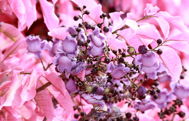 Обои картинки фото райский, орех, цветы, цветущие, деревья, кустарники, сиреневый, розовый