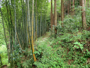 Картинка природа лес бамбук тропинка
