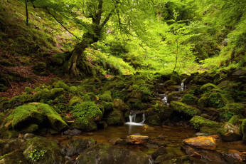 Картинка природа лес ручей деревья камни мох