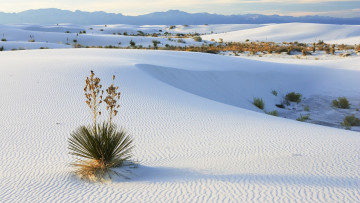 Картинка природа пустыни куст барханы пустыня