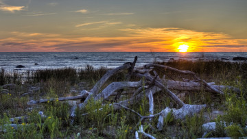 Картинка природа восходы закаты берег трава коряги закат море