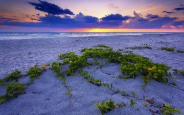 обоя beautiful, sunset, природа, побережье, облака, растения, закат, океан, пляж