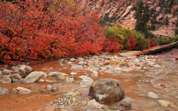 Картинка clear creek природа реки озера камни кусты осень ручей
