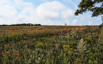 Картинка field flowers природа луга луг цветы поле