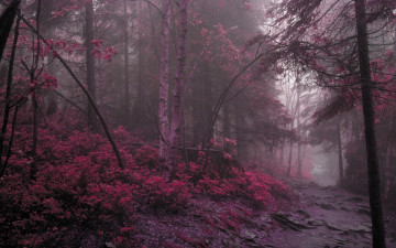 Картинка природа лес сиреневый дорога утро