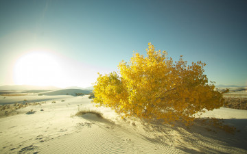 Картинка природа пустыни кустарник дюна песок пустыня