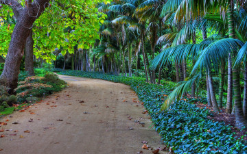 Картинка природа тропики пальмы дорожка парк