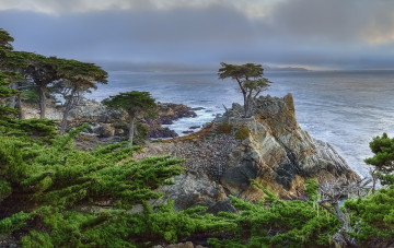 Картинка природа побережье скалы деревья море