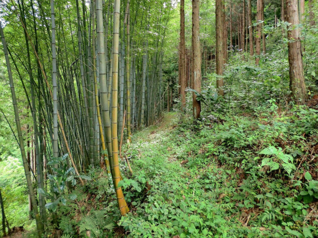 Обои картинки фото природа, лес, бамбук, тропинка