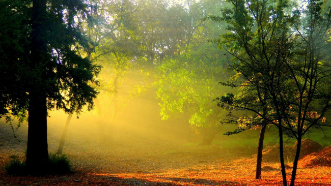 Обои картинки фото природа, лес, поляна, утро, краски, деревья, рассвет