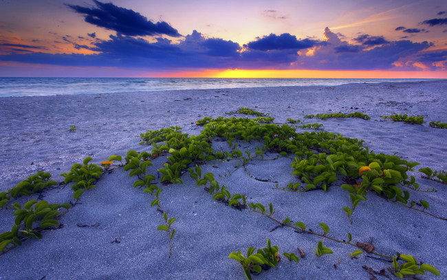 Обои картинки фото beautiful, sunset, природа, побережье, облака, растения, закат, океан, пляж