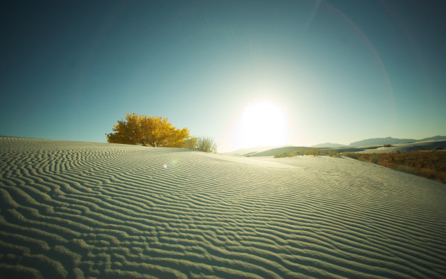 Обои картинки фото природа, пустыни, свет, пустыня, дюны, трава, кустарник, солнечный