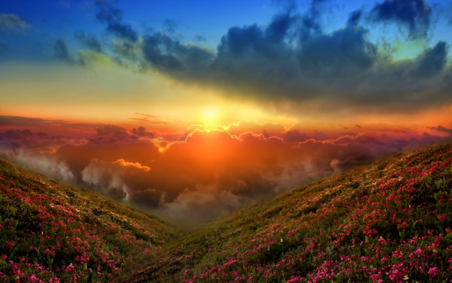 Обои картинки фото природа, восходы, закаты, цветы, туман, горы, склоны, рассвет