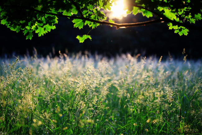 Обои картинки фото природа, луга, солнце, листья, трава, дерево
