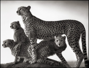 Картинка животные гепарды кошки