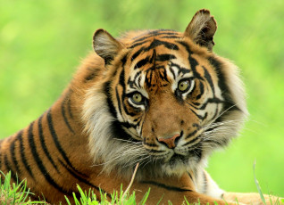 Картинка животные тигры красавец взгляд