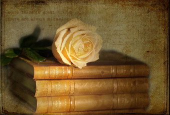 Картинка цветы розы винтаж бутон книги текстура