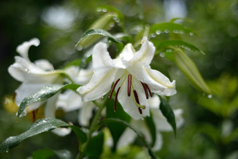 Картинка цветы лилии лилейники белый капли мокрый