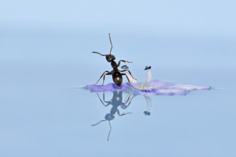Картинка животные насекомые отражение макро вода цветок муравей