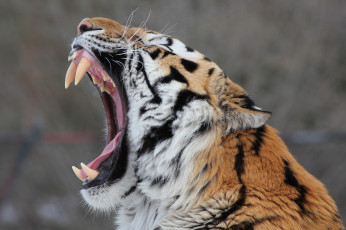 Картинка животные тигры зевает пасть клыки морда амурский тигр