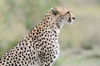 Картинка животные гепарды гепард профиль