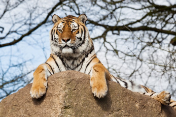 Картинка животные тигры амурский тигр камень