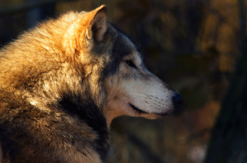 Картинка животные волки профиль