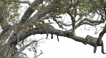 Картинка животные леопарды трио дерево отдых