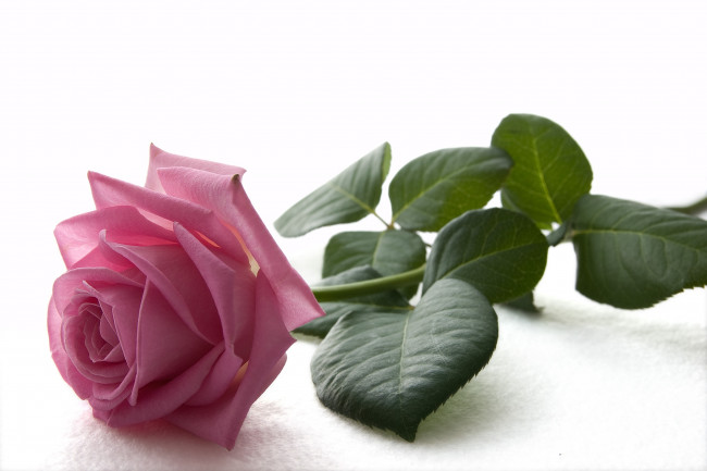 Обои картинки фото цветы, розы, светлый, фон, розовая, роза