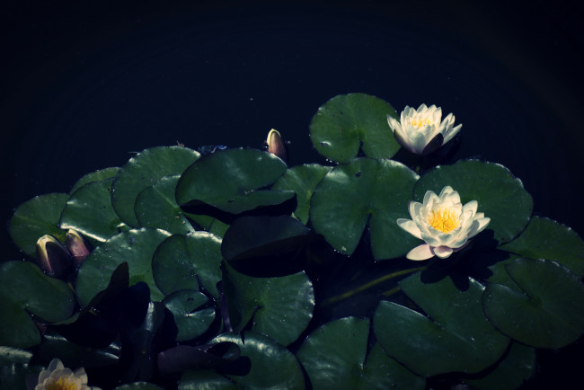 Обои картинки фото цветы, лилии, водяные, нимфеи, кувшинки, река