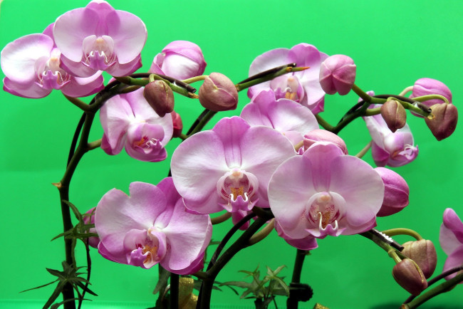 Обои картинки фото цветы, орхидеи, розовый, ветки