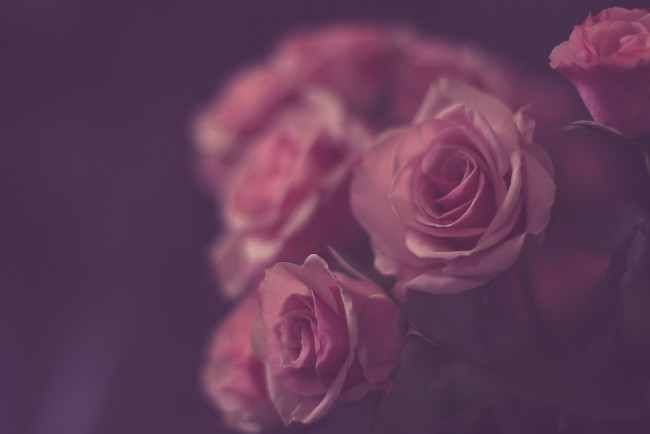 Обои картинки фото цветы, розы, розовый, винтаж