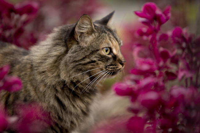 Обои картинки фото животные, коты, цветы, профиль