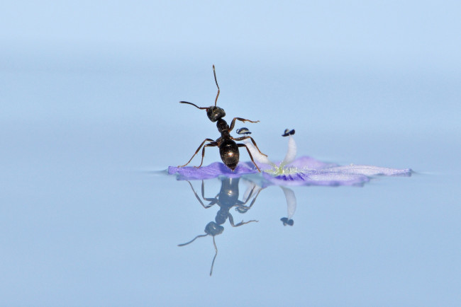 Обои картинки фото животные, насекомые, отражение, макро, вода, цветок, муравей