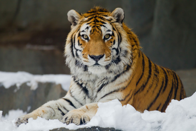 Обои картинки фото животные, тигры, амурский, тигр, снег